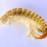 Killer shrimp